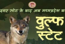 मध्यप्रदेश के अब ‘भेडि़या राज्य’ बनने के निहितार्थ…!