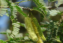 खेजड़ी : थार-शोभा